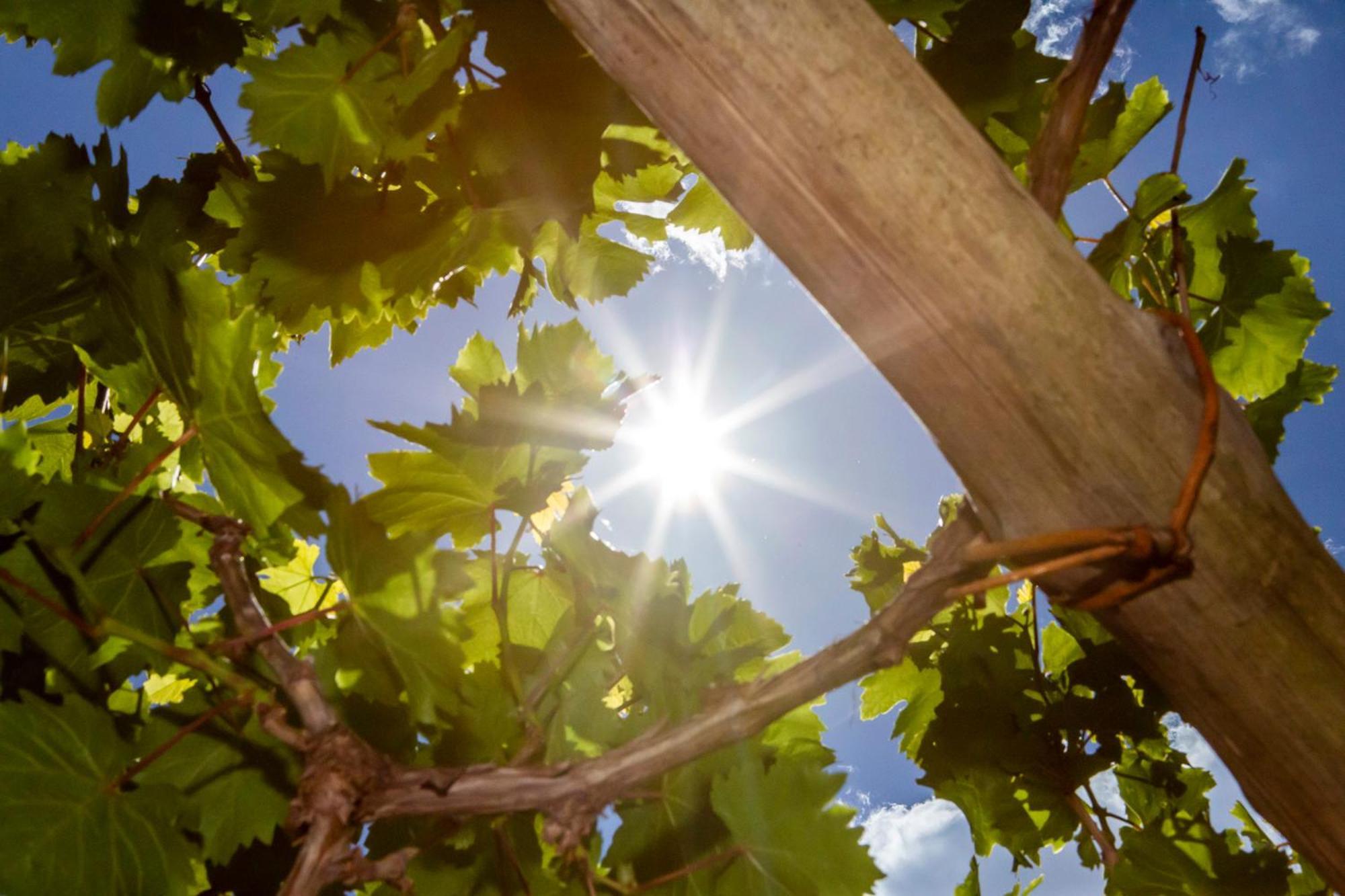 Tenuta La Picola Farm stay