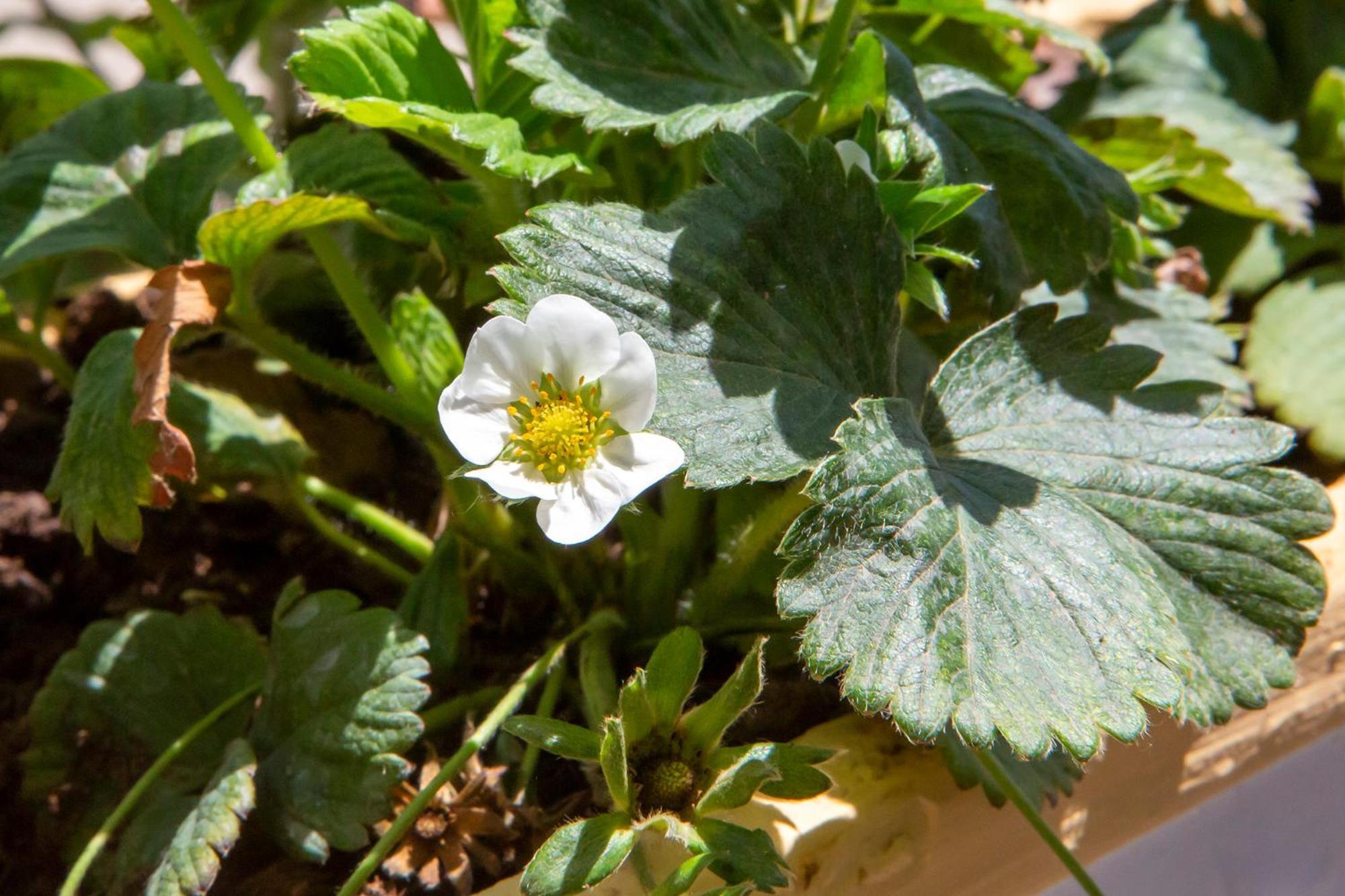 Farm stay Tenuta La Picola *