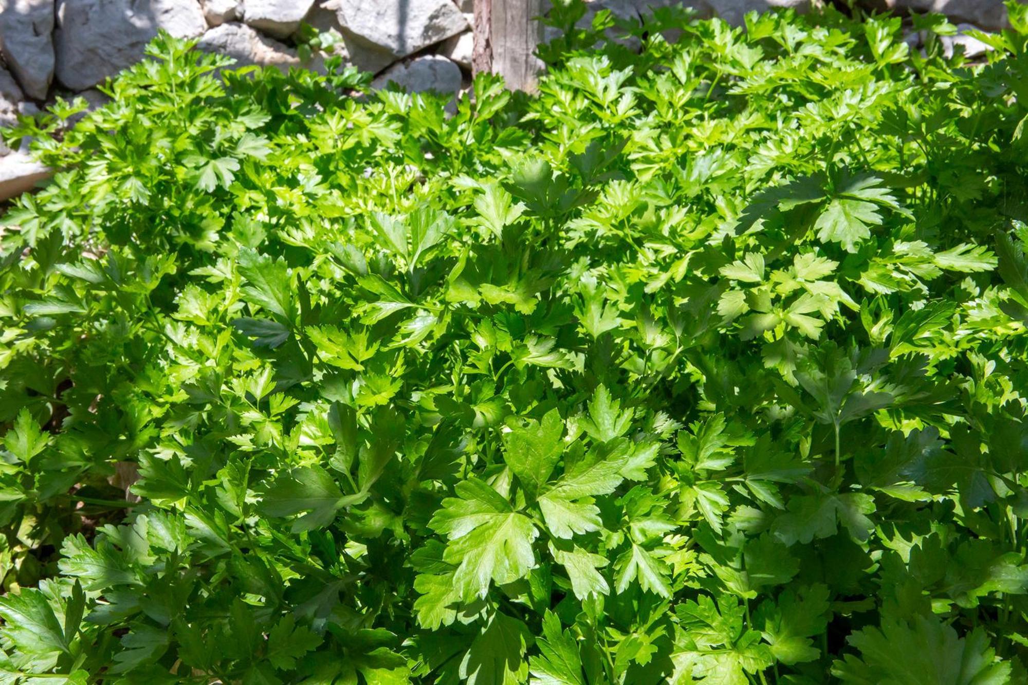 Tenuta La Picola Farm stay Furore